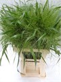 Паникум-Panicum-Vi Fontaine--80cm 207e2fdc-bfa5-11ec-0a80-0b4c00079d6d