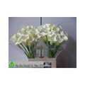 Калла-Zantedechia-White Flirt-70cm 20868303-97e3-11f0-0a80-189200005cfe