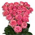 Роза куст-Rosa sp-Jessy-60cm-RS 02bb6a2e-9ffe-11ee-0a80-08ae0010507d