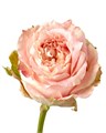 Роза-Rosa-Country Louise-50cm-FE 20992997-bfa9-11ec-0a80-0b4c000b1717