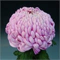 Хризантема одн-Chrysant Gr-Vienna Pink-75cm 20d924f7-bfa6-11ec-0a80-0b4c000883a7
