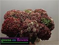 Гортензия-Hydrangea-M Mag Rev Cl-80cm 20db1c8b-97e3-11f0-0a80-189200005d07