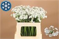 Aллиум-Allium-Flocon-55cmllium Flocon 20e61ee6-d639-11ee-0a80-0db000231062