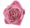 Роза-Rosa-Sweet 4 Love--60cm-PE 20eeea51-1fc0-11ed-0a80-052d000f3ce9