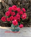 Роза куст-Rosa sp-Julieta Raspberry-40cm-RS 2109dfd2-352a-11ef-0a80-100d000ad370