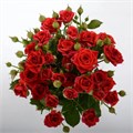 Роза куст-Rosa sp-Mirabel-62cm-Ks 210bacda-d72c-11ef-0a80-008d0030ded2