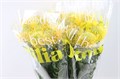 Леукоспермум-Leucospermum-Co Catherina-45cm 2113bf14-d639-11ee-0a80-0db000231067