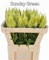 Целозия-Celosia-P Sunday Green-72cm 211d8c72-7596-11ef-0a80-177b0021f6ab