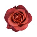 Роза-Rosa-Coffee Break-50cm-PE 21206f9c-bfa9-11ec-0a80-0b4c000b1863