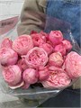 РОЗЫ Сильва Пинк (сад.) 50 см (Россия) 2138b3b8-f82d-11ef-0a80-141f00239911