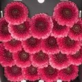 Гербера-Gerbera-Germini Pomponi Gonzo Diamond-50cm 213d556e-7596-11ef-0a80-177b0021f6b1