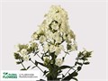 Флокс-Phlox-P Icecap-60cm 213f833d-bfa5-11ec-0a80-0b4c00079e1a
