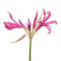 Нерине-Nerine-Bo Mister Nick-70cm 21428e1b-7596-11ef-0a80-177b0021f6b4