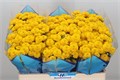 Хризантема сант-Chrysant sant-Aaa Aurinko-55cm-130gr 214910c0-bfa6-11ec-0a80-0b4c0008840a