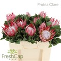 Протея-Protea-Cy Clare-50cm 2152d1de-7596-11ef-0a80-177b0021f6b7
