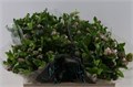 Хеллеборус-Helleborus-Bella Belles-50cm 215591b1-d639-11ee-0a80-0db000231079