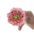 Роза-Rosa-Sweet Eye-60cm-AG 02c9e0b5-1b30-11ee-0a80-13cb0011844c