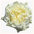 Роза-Rosa-Creamykiss-50cm-QA 21639e22-199f-11ef-0a80-06380007d2a4