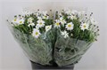 Ромашка-Margriet-White Extra P Stem-40cm 2169d0f9-d639-11ee-0a80-0db00023107e