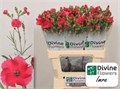 Гвоздика-Dianthus-Solomio Imre-60cm 02cc1f80-bfa4-11ec-0a80-0b4c00068c34