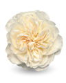 Роза-Rosa-Vicky Gardens-40cm-CN 218474f2-913f-11f0-0a80-10eb0035c26f