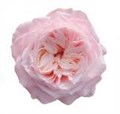 Роза-Rosa-Yuyi Gardens-40cm-CN 2186e2ce-913f-11f0-0a80-10eb0035c272
