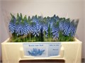 Мускари-Muscari-Carola-34cm 21932ffc-d639-11ee-0a80-0db000231090