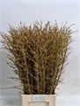 Форсития-Forsy-I Spectabilis-90cm 2195ef91-bfa5-11ec-0a80-0b4c00079e6b