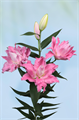 Лилия-Lilium-Or Du Dreamline-75cm 2199c494-d639-11ee-0a80-0db000231093