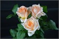 Роза-Rosa-Efi-50cm-RS 001a43c2-27bf-11ee-0a80-0d3a000e55e1
