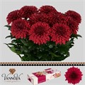 Хризантема одн-Chrysant Gr-Lamira Red-70cm-80gr 21a11926-d639-11ee-0a80-0db000231096