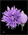 Хризантема одн-Chrysant Gr-Antonov Lila New-70cm 21a27346-7596-11ef-0a80-177b0021f6ba