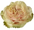 Роза-Rosa-Country Secret-50cm-NR 21a38184-7e5d-11ee-0a80-07760000bae7