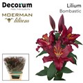 Лилия-Lilium-Or Bombastic-110cm 21ab1277-7596-11ef-0a80-177b0021f6bd