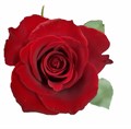 Роза-Rosa-Dallas-60cm-QA 21ac1a0b-913f-11f0-0a80-10eb0035c28d