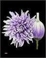 Хризантема одн-Chrysant Gr-Antonov Pastel Milka-70cm 21af048f-7596-11ef-0a80-177b0021f6c0