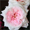 Садовая Роза-Garden Rosa-Mayra's Bridal Pink-50cm-Af 02dd84f0-bfa7-11ec-0a80-0b4c000936bb