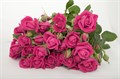 Роза куст-Rosa sp-Alicia-60cm-Si 21b012f7-c1fa-11ee-0a80-0b3500183357