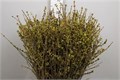 Форсития-Forsy-I Spectabilis--120cm 21b0d318-bfa5-11ec-0a80-0b4c00079e84