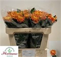 Хризантема одн-Chrysant Gr-Astro-80cm-110gr 21b29f25-7596-11ef-0a80-177b0021f6c3