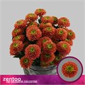 Хризантема одн-Chrysant Gr-Souvenir Oran-70cm-80gr 21b79925-7596-11ef-0a80-177b0021f6c6