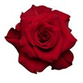 Роза-Rosa-Mamma Mia-60cm-QA 21b84015-913f-11f0-0a80-10eb0035c296