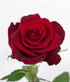 Роза-Rosa-Red Paris-50cm-QA 21ba90c4-913f-11f0-0a80-10eb0035c299