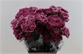 Гвоздика ст-Dianthus st-Merletto Purple-70cm 21bcecd4-7596-11ef-0a80-177b0021f6c9