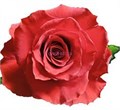 Роза-Rosa-Undercover-60cm-QA 21c1b641-913f-11f0-0a80-10eb0035c2a2