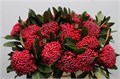 Телопея-Telopea-Sp Waratah--70cm 21c2616c-bfa5-11ec-0a80-0b4c00079e96