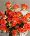 Роза куст-Rosa sp-Ariya-60cm-Ks 21d411b2-c1f0-11ee-0a80-01b50018d876