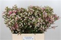 Ваксфлауэр-Chamelacium-Me Sexy Bella-60cm-60gr 21dee9e6-7596-11ef-0a80-177b0021f6cc