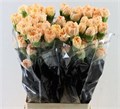 Гвоздика ст-Dianthus st-Caroline Gold-70cm 21ee2a25-d639-11ee-0a80-0db0002310af
