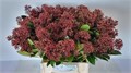 Скиммия-Skimmia-J Rubella Red Ex-/45cm 21efa633-8d9e-11ef-0a80-00b70001d169